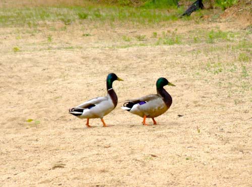 Ducks on Mirror Lake Beach