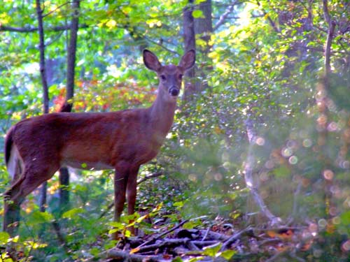 Deer in Riverbend Lake Lure Cabin Rental